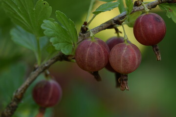 Gooseberry fruits on branch.