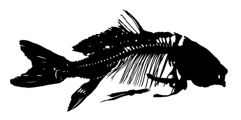 A Skeleton of big predatory sea fish.
