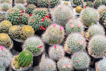 Variety of cactus and succulent growth in pot on wooden shelf in shop. Small plant for home or office.