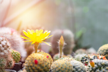 Variety of cactus and succulent concepts. Yellow flower of cactus blooming and growing in the pot on a wooden shelf in a shop. Small plant for home or office.