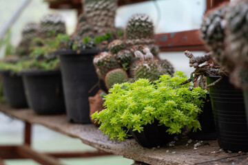 Variety of cactus and succulent growth in pot on wooden shelf in shop with vintage tone. Small plant for home or office.