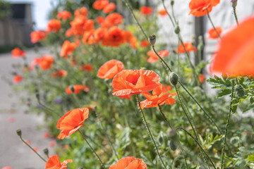 Nature background flower Poppy sunrise. Wildflower.