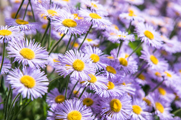 Fototapeta premium Purple Daisy sunrise flower Nature background. Chamomile spring meadow