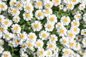 Blooming daisy  field, Chamomile flowers on a meadow in summer.