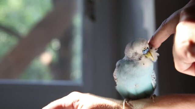 budgie gets pleasure when it is scratched with a finger.