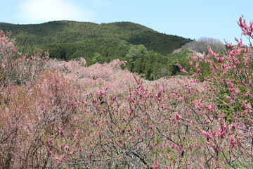 奈良県　又兵衛桜