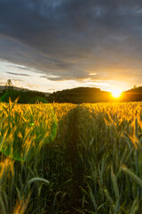 Path in agriculture wheat field with forest hill and dramatic sky at sunset. Czech landscape