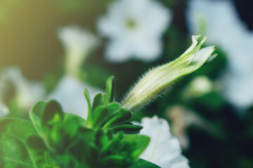 Summer white petunia flower blooming in sunlight