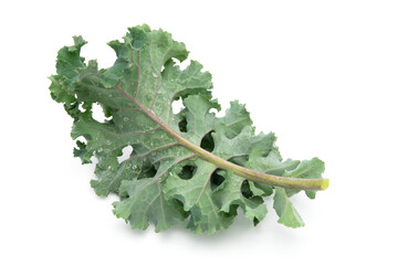 Fresh kale leaf isolated on white background. Healthy food concept