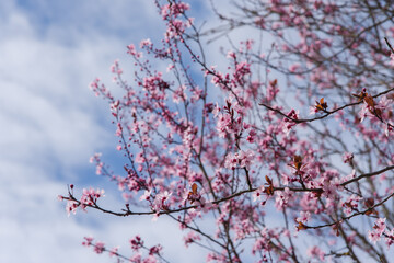 Un cerisier en fleurs rose au printemps. Un prunus en fleurs. Un arbre fleurit au printemps.