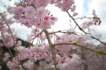 奈良県　又兵衛桜