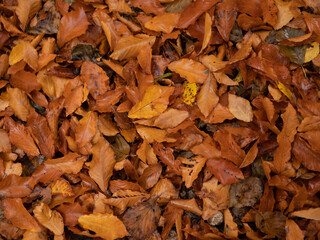 autumn yellow leaves forest nature travel flora