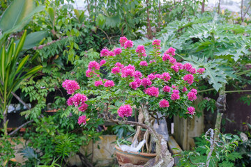 Gardener making arrangement , pruning and wiring the Bougainvillea trees . Concept of garden decoration. Bougainvillea lover.