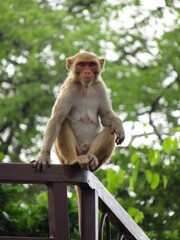 japanese macaque sitting on a tree