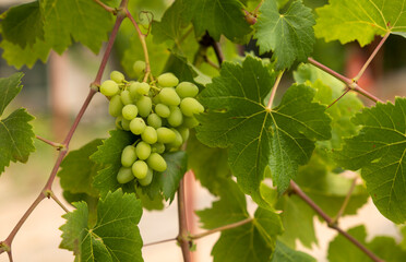 Closeup of white grape vine