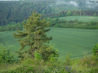 Landschaft im Sommer