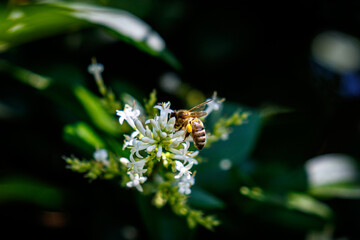 Biene beim Sammelflug und bestäuben der Blüten 