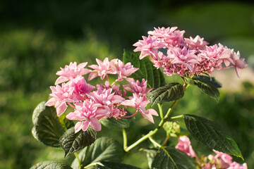 Pink flowers of hydrangea macrophylla, also known as bigleaf, French or mophead hydrangea, penny...