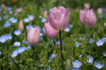 奈良県　馬見丘陵公園　チューリップ祭