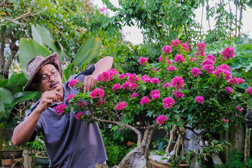 Gardener making arrangement , pruning and wiring the Bougainvillea trees . Concept of garden...