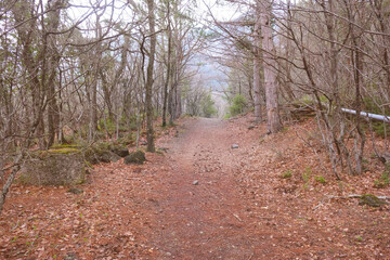 Fototapeta premium Magic forest. Beautiful spring nature landscape with trees