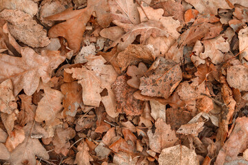 Dry leaves, natural autumn background