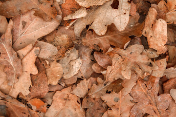 Dry leaves, natural autumn background