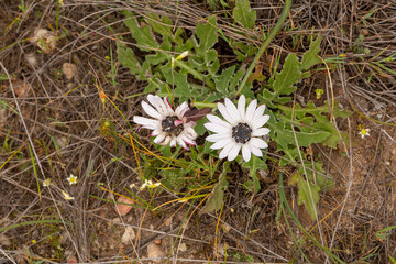White flowered Dimorphotheca close to Nieuwoudtville in the Northern Cape of South Africa