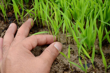 Naklejka na ściany i meble closeup the green ripe paddy plant soil heap hold hand over out of focus brown background.
