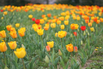 奈良県　馬見丘陵公園　チューリップ祭