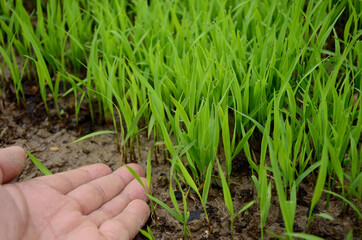 closeup the green ripe paddy plant soil heap with hand over out of focus brown background.