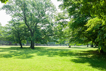 Obraz premium green garden