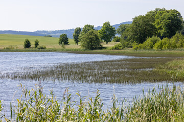Die Schilfzone des Ober-Mooser Teich ist ein Lebensraum für bedrohte Tierarten