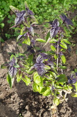 Purple basil grows in a vegetable garden