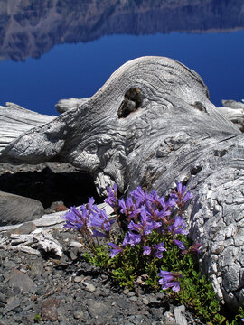 purple penstemon wildflowers next to a downed log on a sunny summer day  on the shore of Crater Lake. oregon, with a lake backdrop