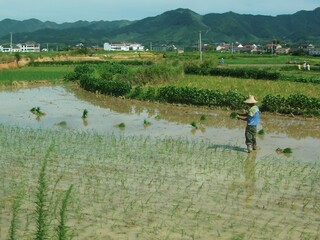 chinese peasant working in rice paddy  with a mountain backdrop on a sunny summer day on the way to...