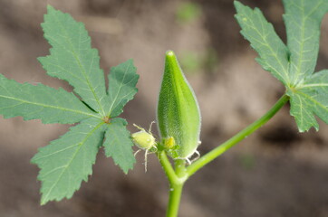 The fruit of abelmosch edible, or okra (Lat. Abelmoschus esculentus) close-up