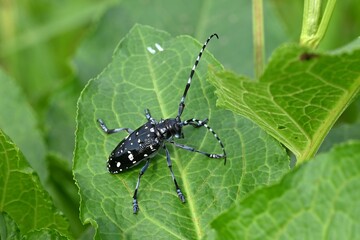 ゴマダラカミキリ