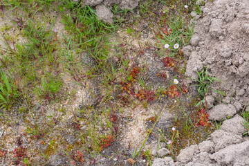 Drosera aff. alba in natural habitat in the Northern Cape of South Africa