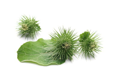 Young green burdock with leaf isolated on white background