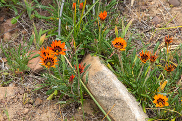Orange flowering Gazania sp. seen in natural habitat on the Bokkeveld Plateau close to Nieuwoudtville in the Northern Cape of South Africa