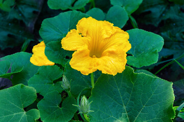 Large yellow pumpkin flower on a summer day. Garden and vegetable garden in detail. Beautiful textured pumpkin flower with wavy edges against a background of greenery. Thorny flower. 