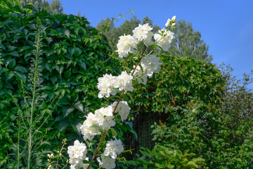 A branch of white jasmine on a sunny summer day. Garden ornamental shrub. Terry flowers against a background of greenery and blue sky. Beautiful bloom of chubushnik in July 