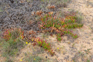 Crassula sp. in natural habitat close to Nieuwoudtville in the Northern Cape of South Africa