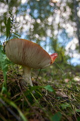 mushrooms in the forest