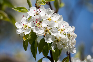 Obraz premium Flowers of an apple tree on a background of blue sky close-up. A beautiful spring day. Spring flowering. Fragrant garden.
