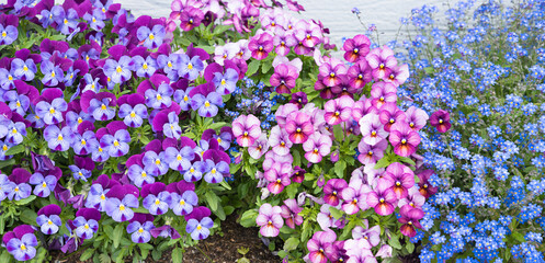 Obraz premium flowerbed with pink and purple violas and forget-me-not flowers