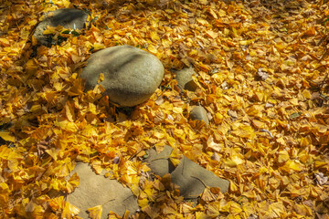 イチョウの落葉