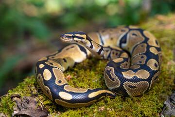 A beautiful boa constrictor lives in a terrarium. Keeping the snake in artificial conditions....