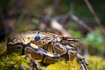 Royal python close-up. Snake curled up in a ball on a blurred background. Life in a terrarium.